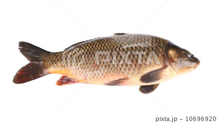 Raw fish carp. Raw fish carp. 10696920