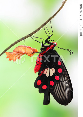 butterfly change form chrysalis butterfly change form chrysalis 10696986