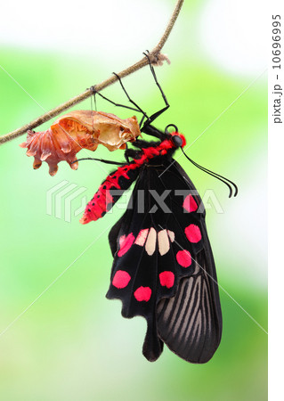 butterfly change form chrysalis butterfly change form chrysalis 10696995