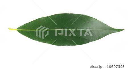 Bay leaf. 10697503