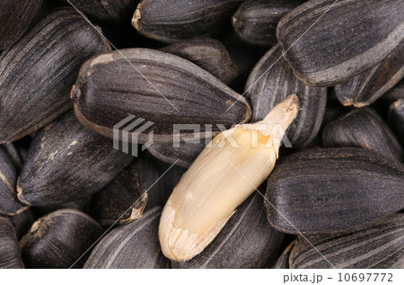 White sunflower seed White sunflower seed 10697772