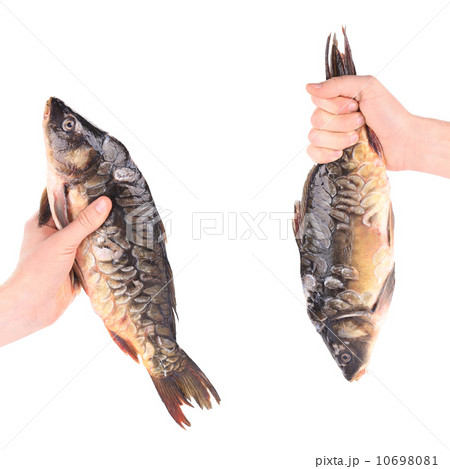 Hand holds fresh mirror carp. 10698081