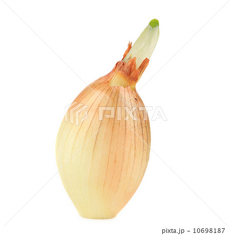 Sprouting onion. 10698187