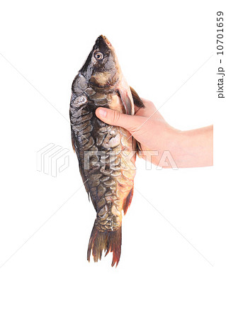 Hand holds fresh carp fish. Hand holds fresh carp fish. 10701659