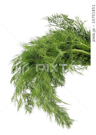 Bunch of fresh dill. 10701851
