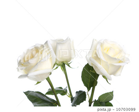 Three roses on a white. Three roses on a white. 10703099