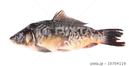 Fresh carp close up. 10704119