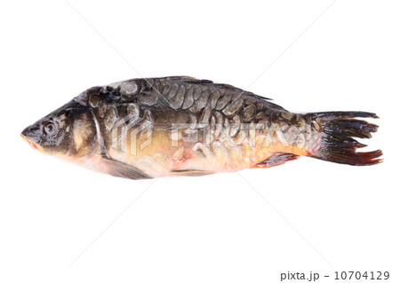 Fresh mirror carp. Fresh mirror carp. 10704129