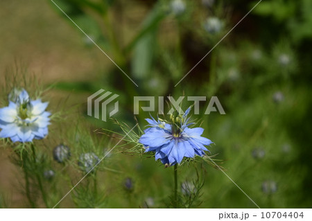 ニゲラ ニゲラ 10704404