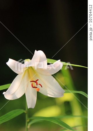 ササユリ 10704412