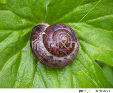 Snail fruticicola Snail fruticicola 10705053