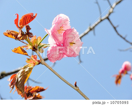 釧路八重 10705093