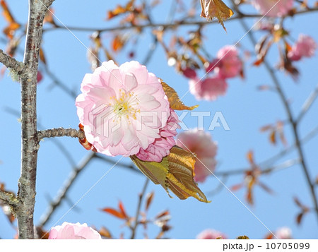 釧路八重 10705099