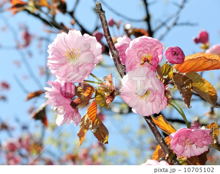 釧路八重 10705102