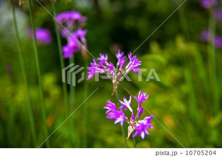 紫色の花 10705204