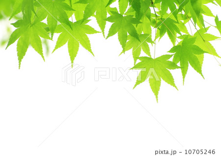 モミジの若葉 10705246