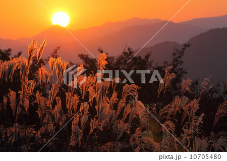 朝日とススキ 10705480