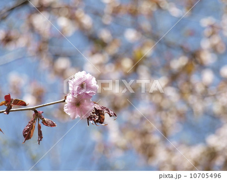 釧路八重 10705496