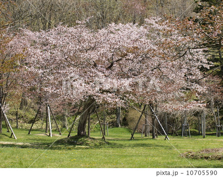釧路町の桜の名所「別保公園」 釧路町の桜の名所「別保公園」 10705590