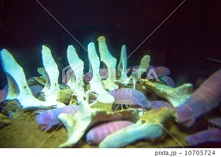 オオグソクムシ 10705724