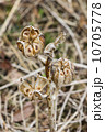 ウバユリの種 10705778