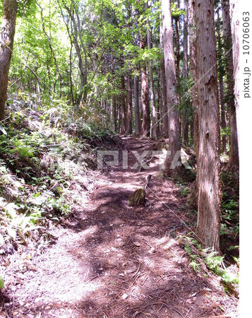初夏の登山道 初夏の登山道 10706063