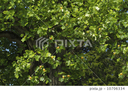 ユリノキ（百合の木）開花：「茨城県立歴史館」敷地内で。 10706334