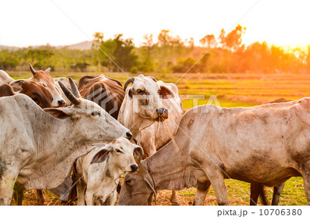 Cow grazing 10706380