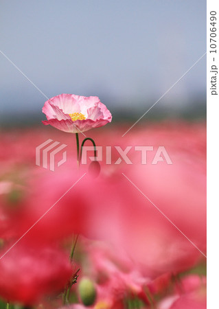 ポピー３１５ 10706490