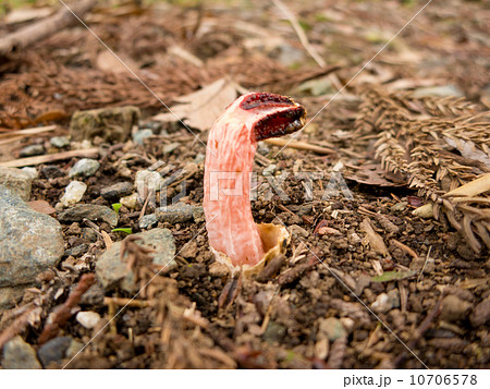 サンコタケ サンコタケ 10706578