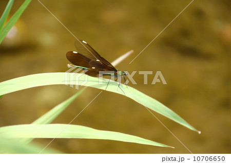 アオハダトンボ♀ 10706650