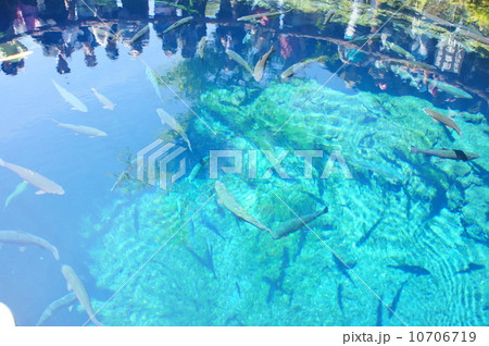 忍野八海 10706719