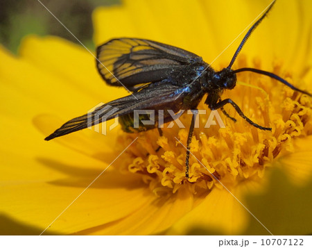 スカシバ類(右向き) スカシバ類(右向き) 10707122