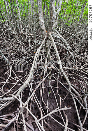 Mangrove forest Mangrove forest 10707267