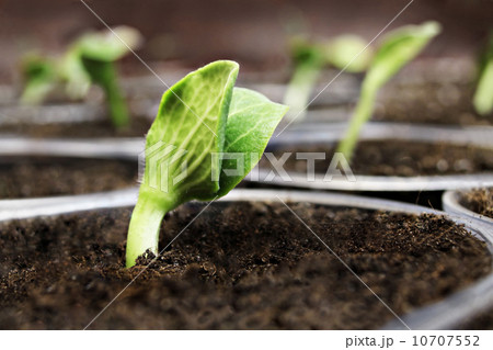 Green sprouts 10707552