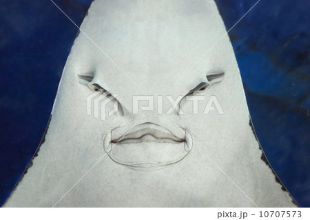Stingray face 10707573