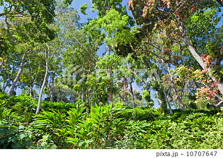 Deep tropical forest 10707647