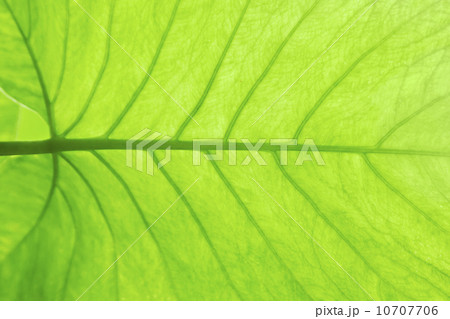 Green leaf texture 10707706