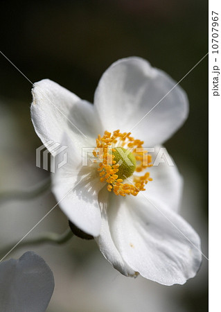 シュウメイギク 10707967