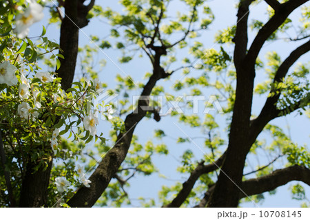 バラロサレビガータ バラロサレビガータ 10708145