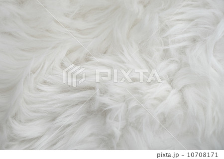 Sheep fur Sheep fur 10708171