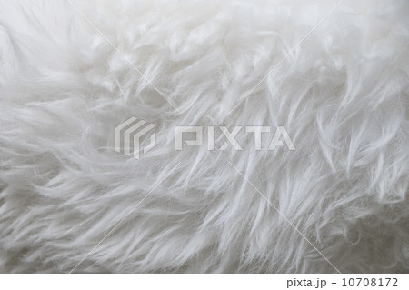 Sheep fur Sheep fur 10708172