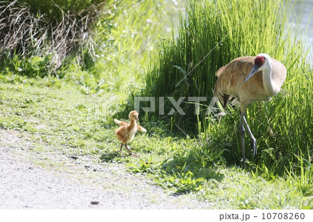 カナダヅルの親子 10708260
