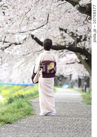 桜とシニア 10708377