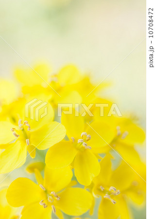 菜の花 10708472