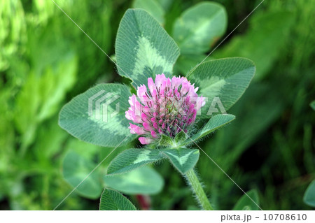 ムラサキツメクサ ムラサキツメクサ 10708610