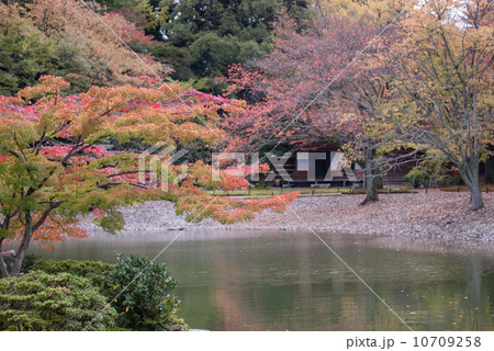 仙洞御所 南池の紅葉 仙洞御所 南池の紅葉 10709258
