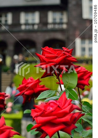 旧古河庭園のバラ「熱情」 10709486