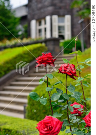 旧古河庭園　バラ「熱情」 10709490