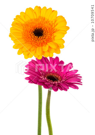 yellow and purple gerber 10709541